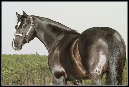 Animal - ST FISHERS LEO