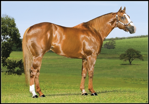 Animal - VICTORY FLY VM