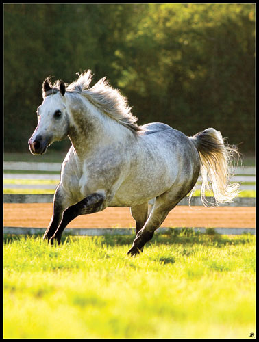 Animal - NORDICK ONLY VM 