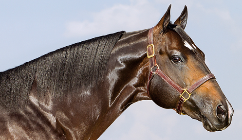 Animal - FAMOUS LANE 