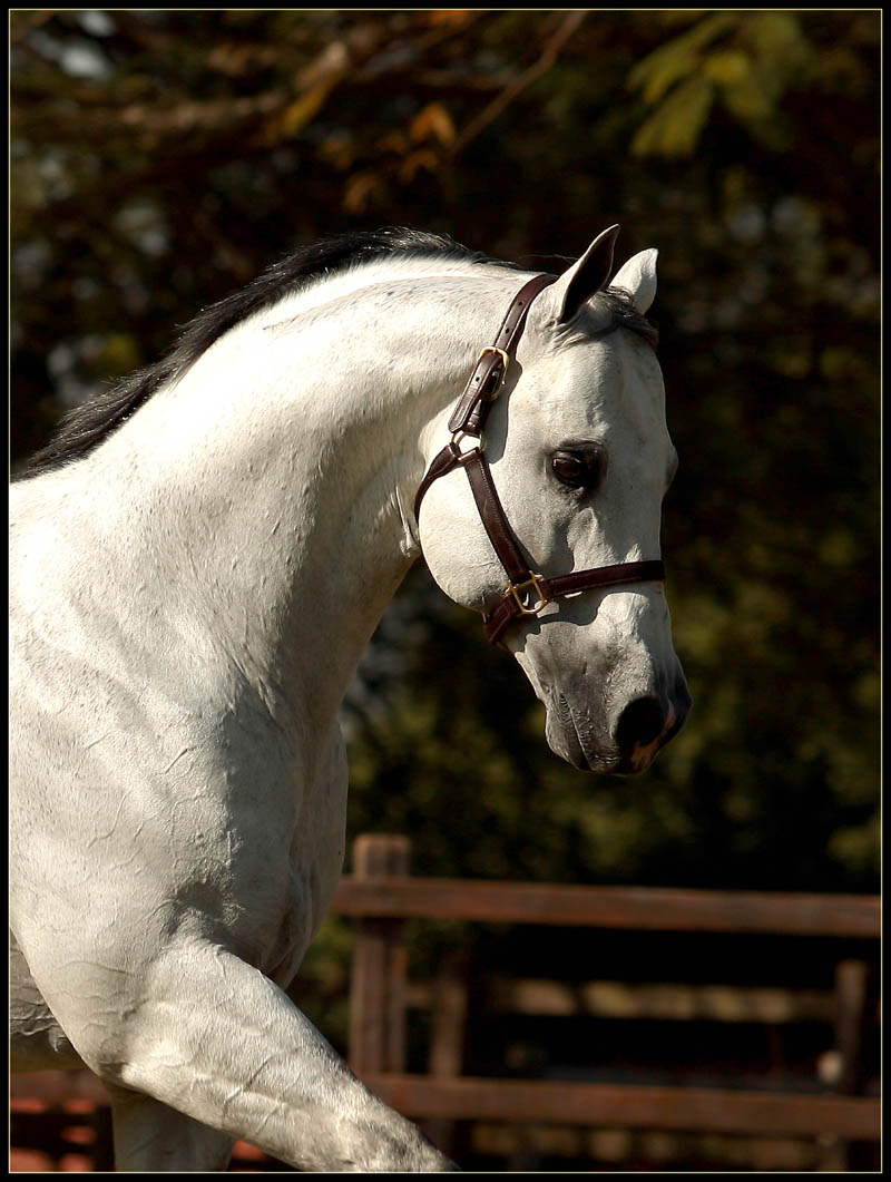 Animal - GROS OREILLE
