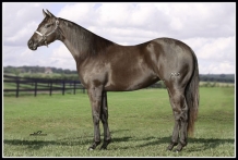 Animal - THEMUSICONTHENIGHT G