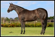 Animal - DASHING MISS DALLAS