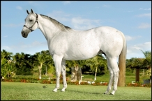 Animal - DOLL FISHERS