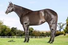 Animal - FINDING TRUE LOVE