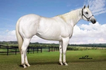 Animal - FLECHA ZORRERA G